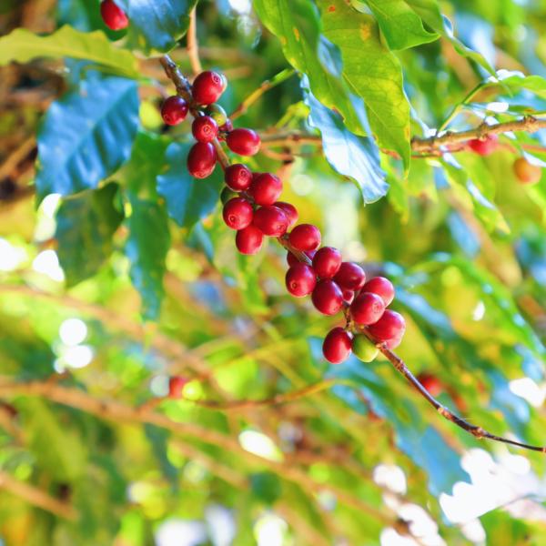 咖啡树上的鲜果，每年的11月至次年的4月，是普洱咖啡的采摘季。澎湃新闻记者  王万春图