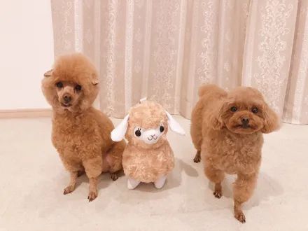 羊驼的造型这天带它到宠物美容院修剪毛发推主家养了2只红贵宾犬这是