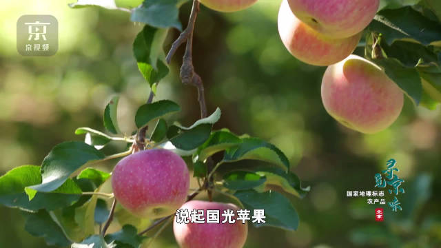 满满都是回忆!延庆国光苹果受欢迎数十载的秘密是什么?