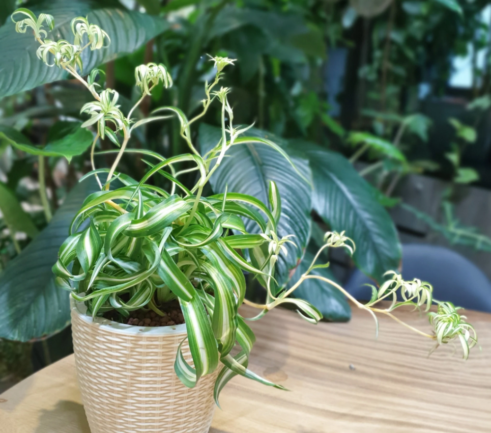 吊兰属的6个吊兰品种,不是每一个都那么容易买到|吊兰|金心|邦妮_新浪