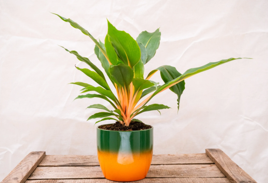 吊兰属的6个吊兰品种,不是每一个都那么容易买到|吊兰|金心|邦妮_新浪