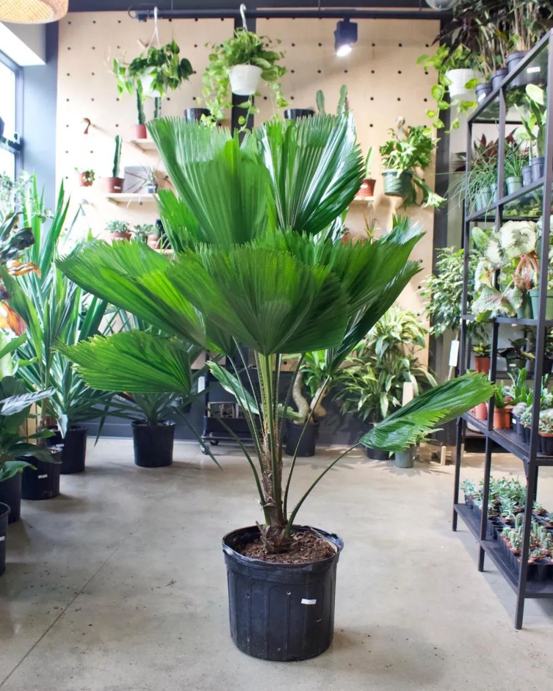 家里少不了的8种大叶子盆栽,极具美感的绿植,不比开花植物逊色|盆栽