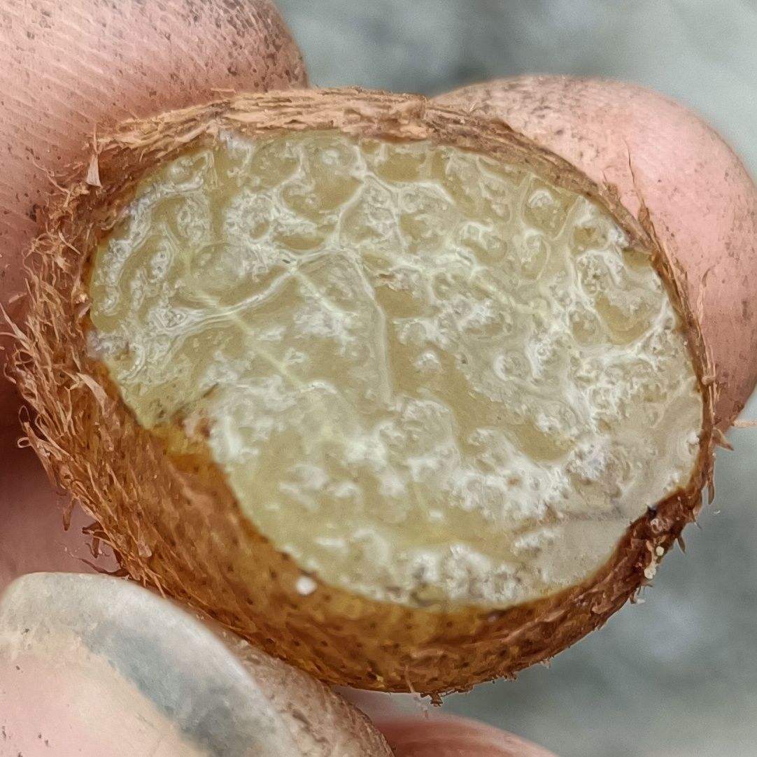 叶子像蜈蚣脚,果实像黄皮果,有4大厉害的妙用,煲汤是一绝|黄皮果|肾蕨