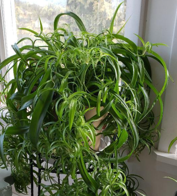 5,绿叶卷叶吊兰(chlorophytum comosum bonnie solid green)