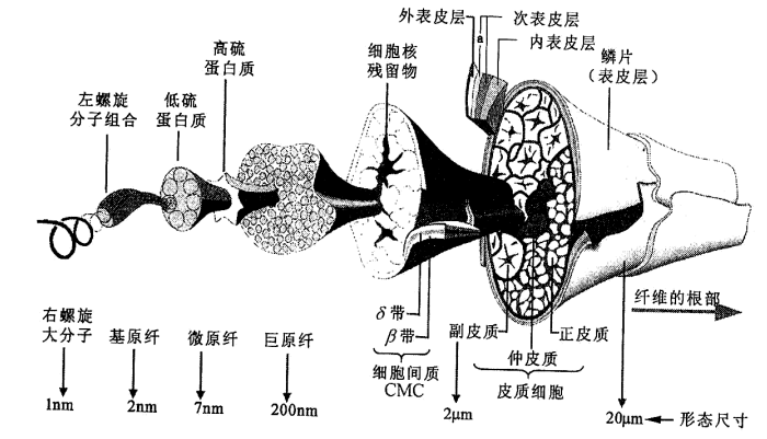 羊毛纤维各层次结构综合示意图，图片来源：《纺织材料学》