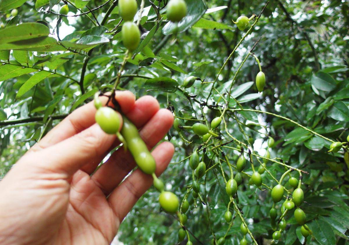 槐角别名槐实,槐子,槐豆,天豆,槐连豆等,9-11月果实成熟时打落或摘下