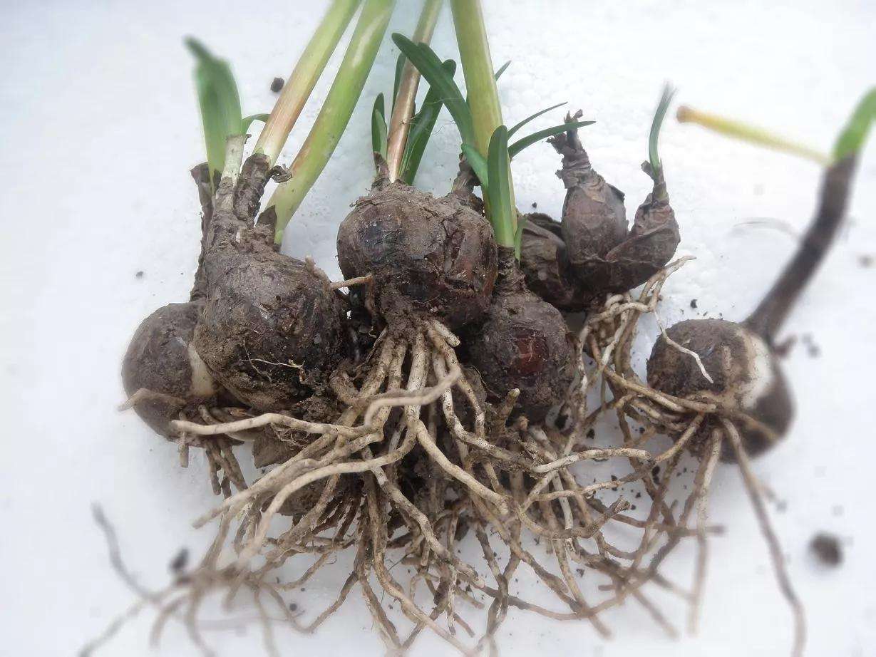 农村常见的石蒜,号称毒蛇克星,千万不要误食,有着不错的用途__财经