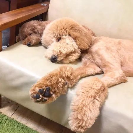 狗狗误伤主人后狗狗拒不承认，直到铲屎官露出淤青形状