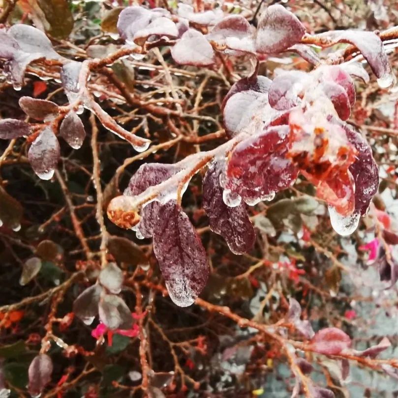 【气象地理】冷到滴水成冰!容易致灾的冻雨,到底是种什么“雨”?地理视角看冰川!附相关地理试题|冰川_新浪新闻