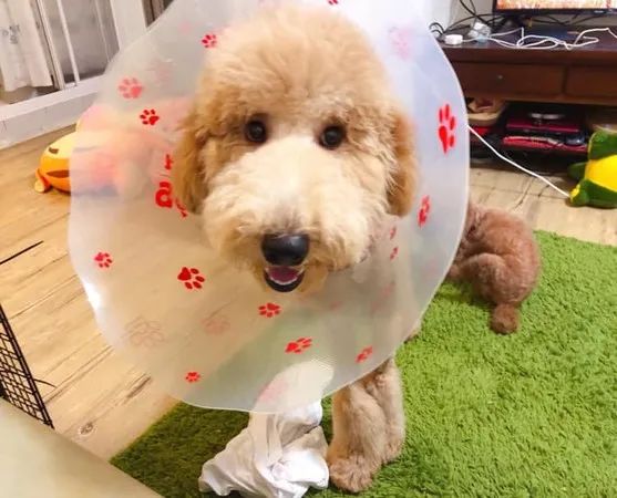 狗狗误伤主人后狗狗拒不承认，直到铲屎官露出淤青形状