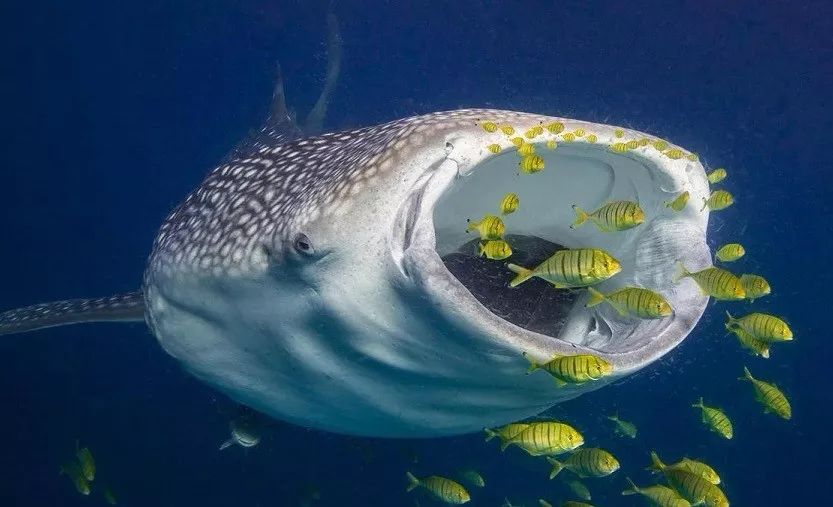 有动物竟生活在鲸鲨嘴里!