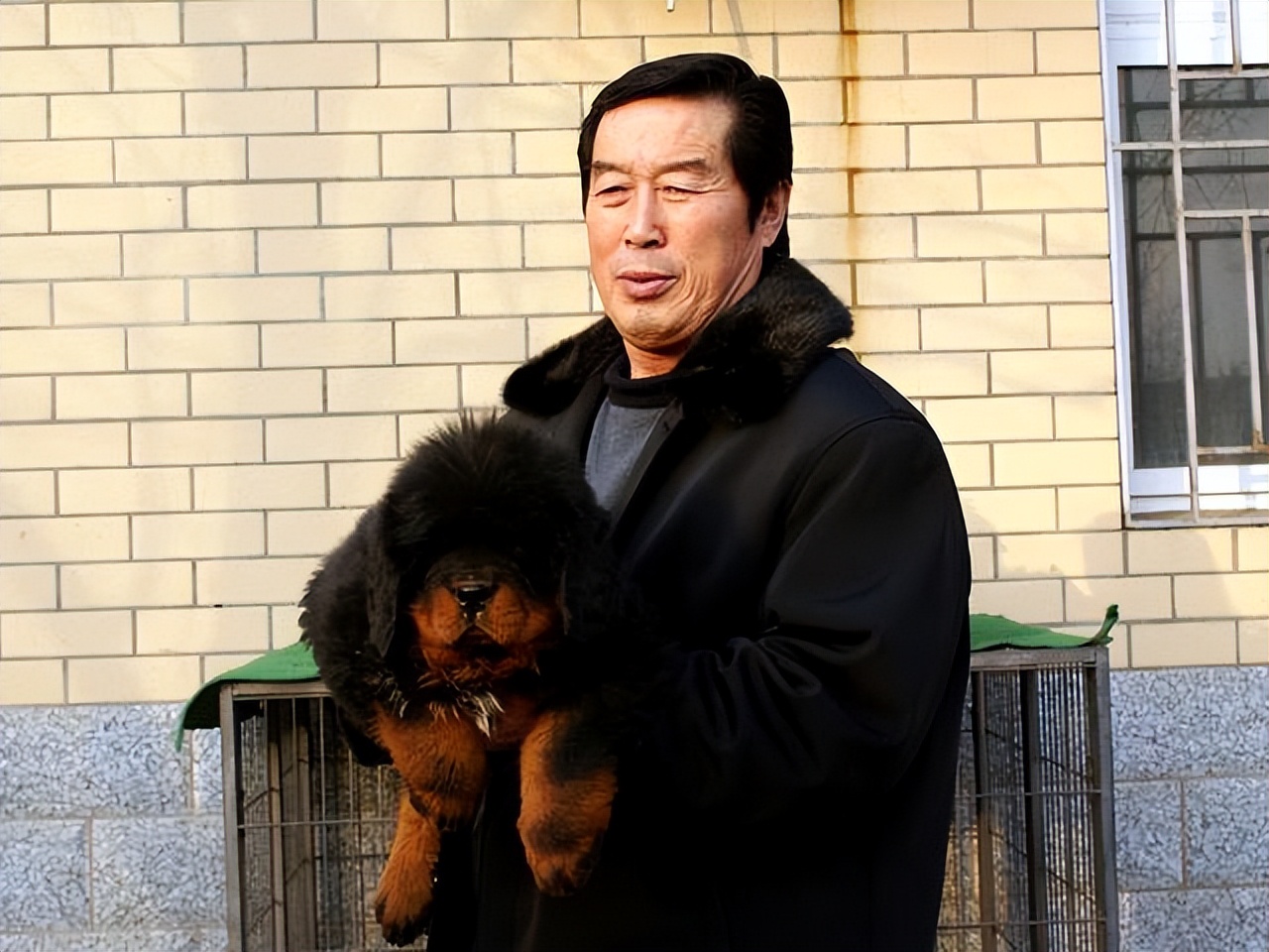 一獒战三虎!不到一岁藏獒赶走独狼,曾火爆的藏獒经济为何不火了