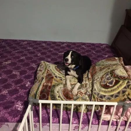 养33只狗被投诉，工作人员进屋后震惊：这也太舒适了吧！休闲区蓝鸢梦想 - Www.slyday.coM