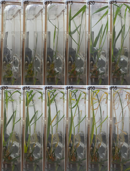 图2 空间再生水稻的进程图像，图中的时辰为剪株后的天数。