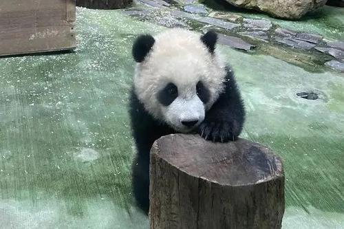 台北市立动物园对大熊猫"圆宝"开展独立生活训练|台北市立动物园_新浪
