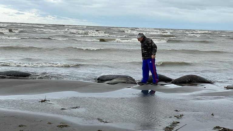 俄一濒危物种大量死亡：里海沿岸发现2500余头海豹尸体休闲区蓝鸢梦想 - Www.slyday.coM