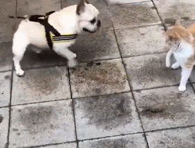 这年头，最不能信的就是狗狗！休闲区蓝鸢梦想 - Www.slyday.coM