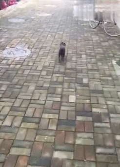 这年头，最不能信的就是狗狗！休闲区蓝鸢梦想 - Www.slyday.coM