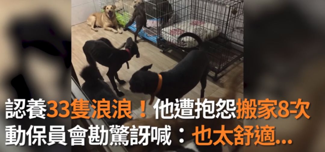 养33只狗被投诉，工作人员进屋后震惊：这也太舒适了吧！休闲区蓝鸢梦想 - Www.slyday.coM