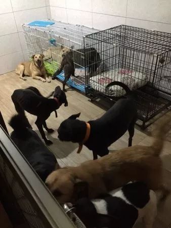 养33只狗被投诉，工作人员进屋后震惊：这也太舒适了吧！休闲区蓝鸢梦想 - Www.slyday.coM