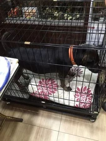 养33只狗被投诉，工作人员进屋后震惊：这也太舒适了吧！休闲区蓝鸢梦想 - Www.slyday.coM