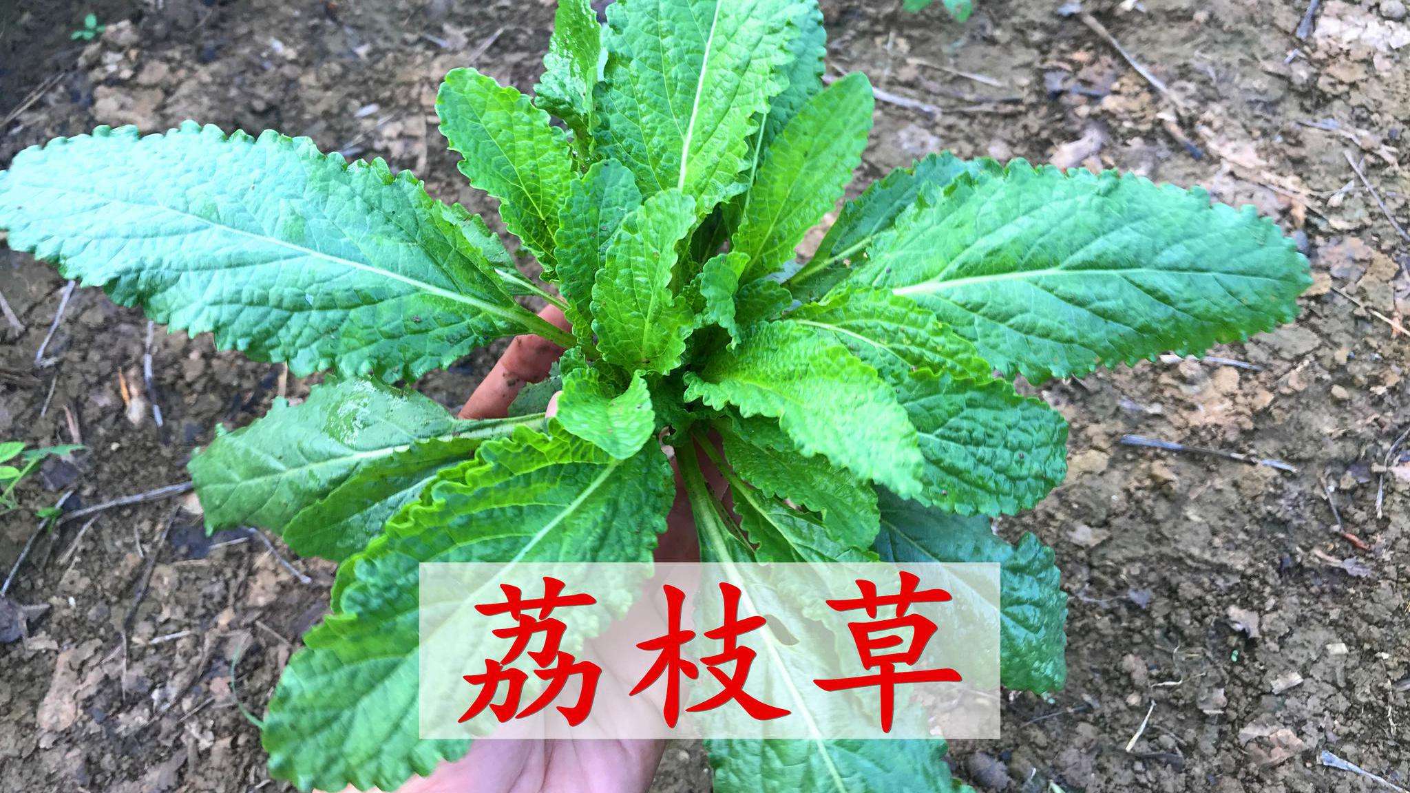 荔枝草,也叫蛤蟆草,因为它的叶子皱皱的,像蛤蟆的表皮而得名.