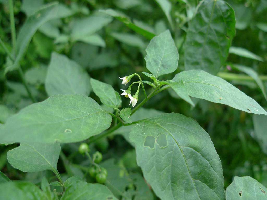 春夏之交关于野菜的食用提示 - 行业新闻 - 科仪阳光检测—做值得信赖的第三方检测机构