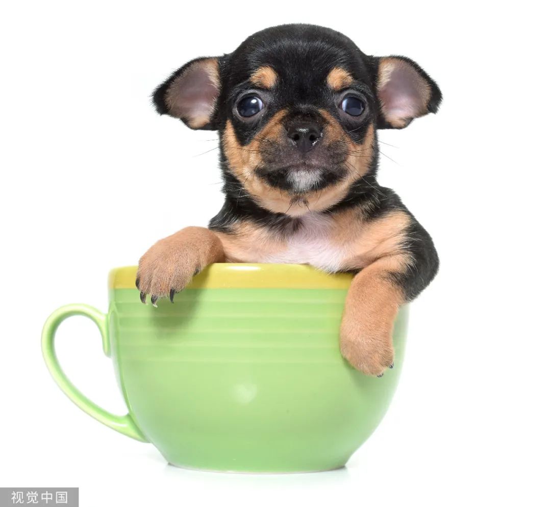 為什麼不建議養「茶杯犬」？渾身是病，養不起 - 養狗知識百科_FANSWONG