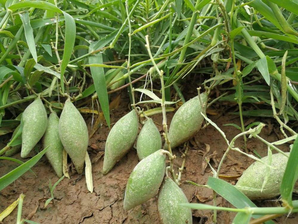 地梢瓜的全草和它的果实都可入药,它的性味甘平,是一味很有价值的中