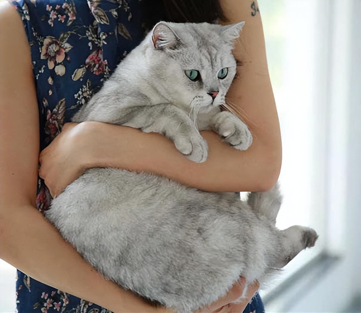 猫咪|猫|姿势_新浪新闻