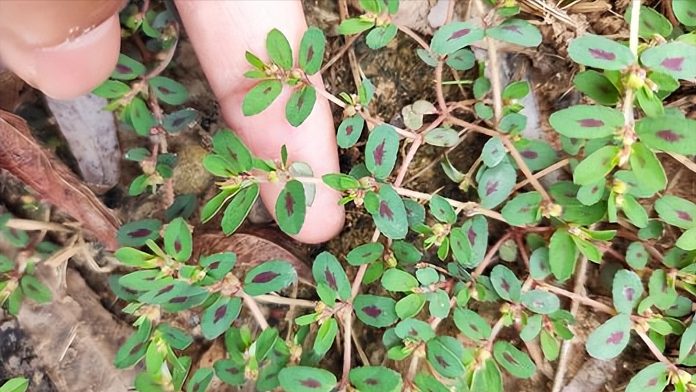 以治疗黄疸,泻泄,疳积,血痢,尿血,血崩,外伤出血,乳汁不多,痈肿疮毒