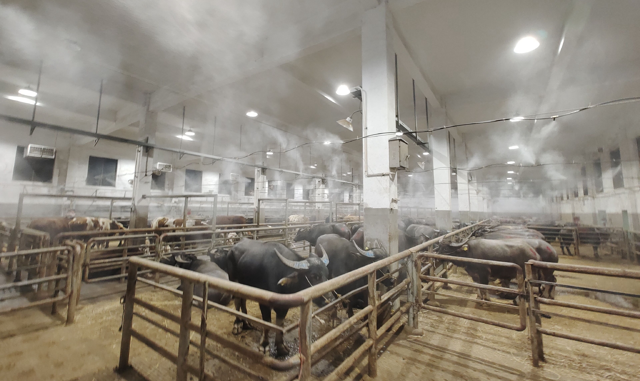 余姚市创建熟牛肉加工小作坊园区,打通余姚市生熟牛肉从养殖场,屠宰场