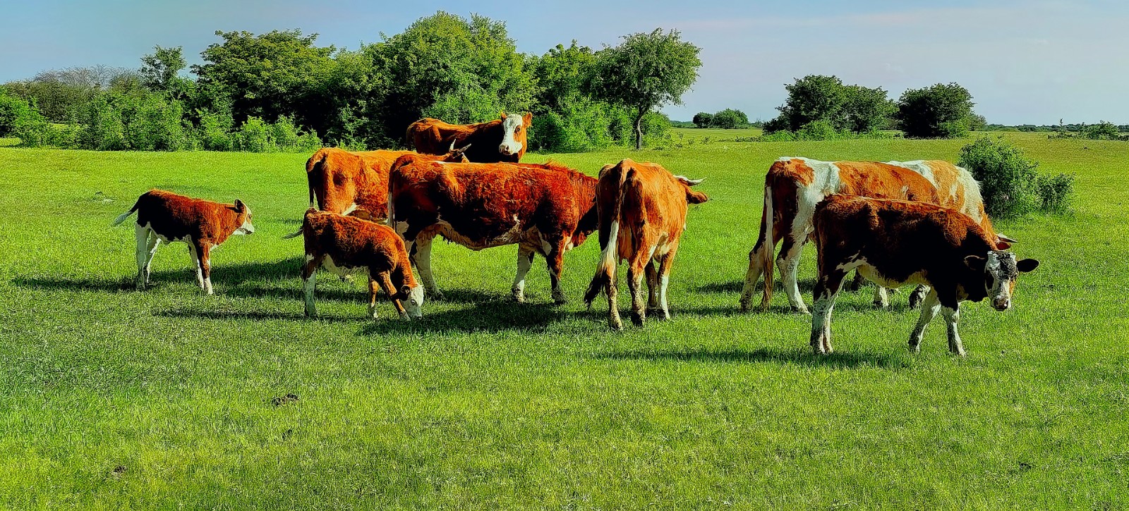 齐齐哈尔荣获"中国牛都","中国高端肉牛示范基地"称号|齐齐哈尔市