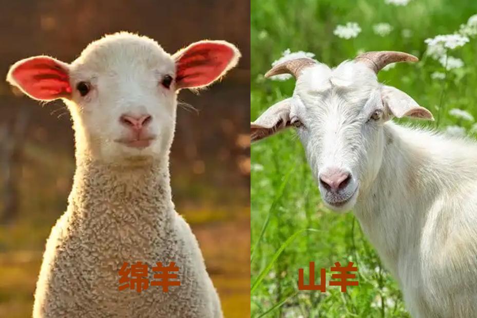 山羊与绵羊的区别外表图片