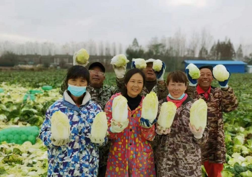 ▲湖北潜江高石碑镇义新村娃娃菜丰产，可售卖至次年2月份/图源 彭松
