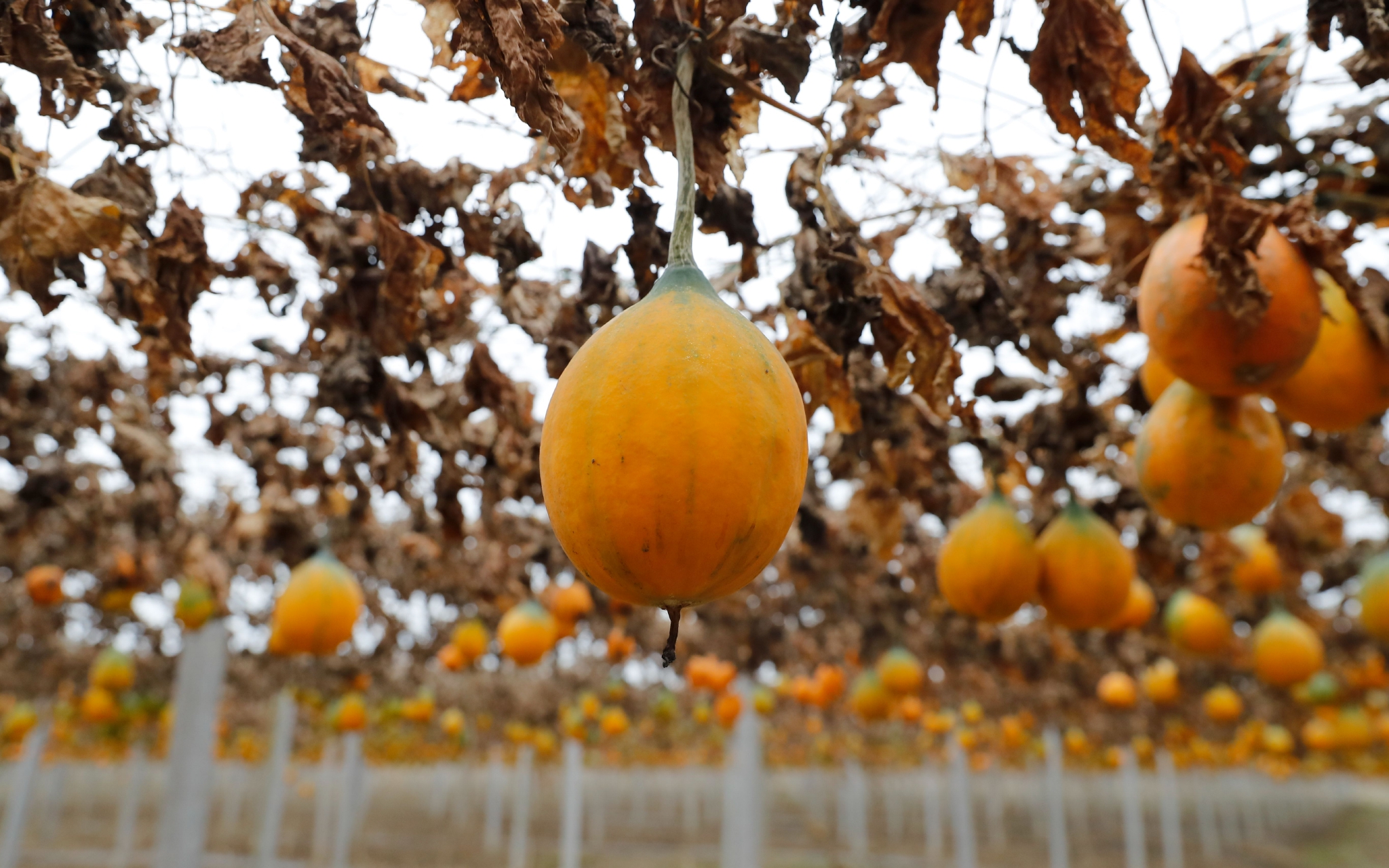 江苏盱眙瓜蒌丰收 成为农民致富增收新路径|江苏省|农民|盱眙_新浪