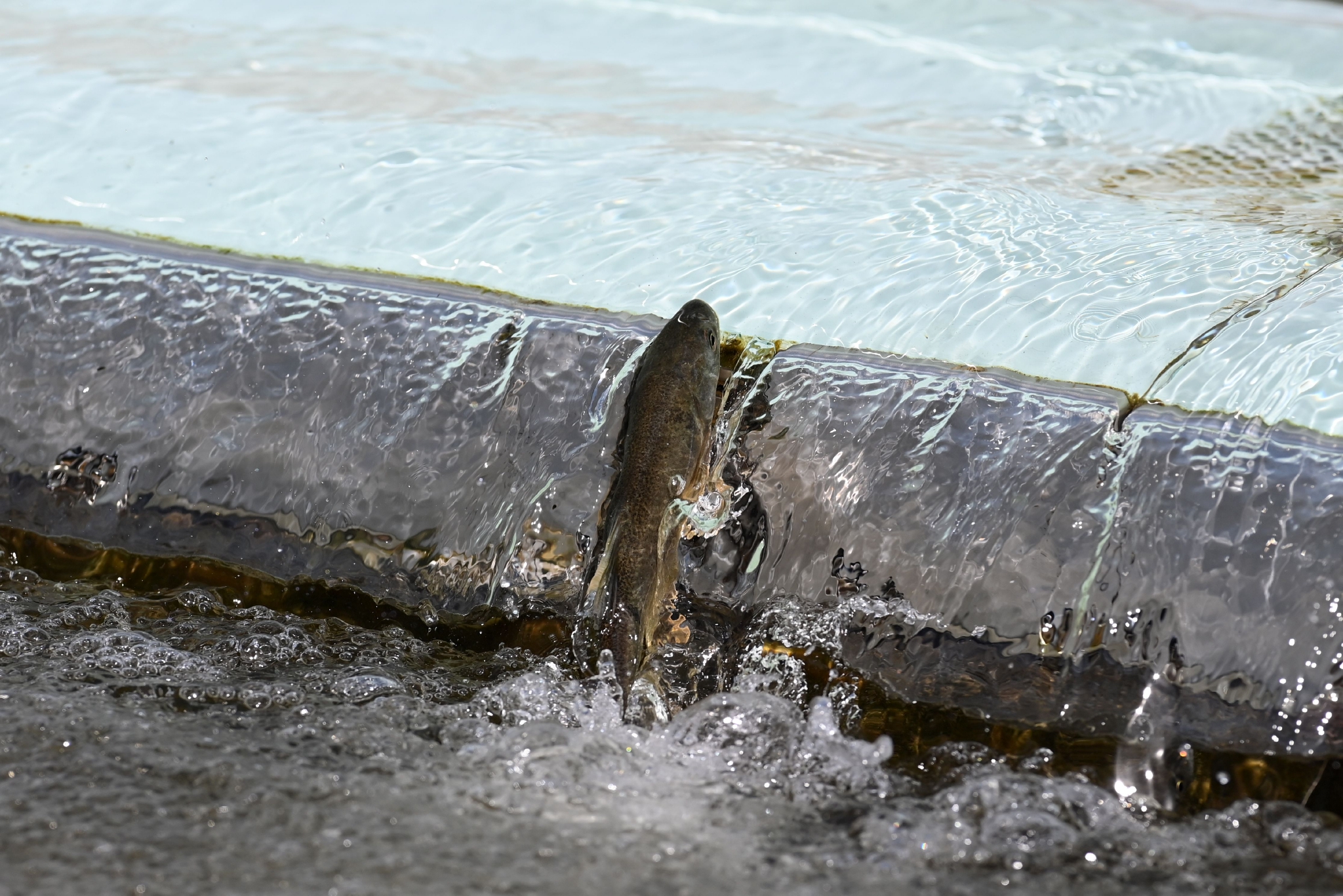 青海湖裸鲤蕴藏量达到11.41万吨|青海省_新浪新闻
