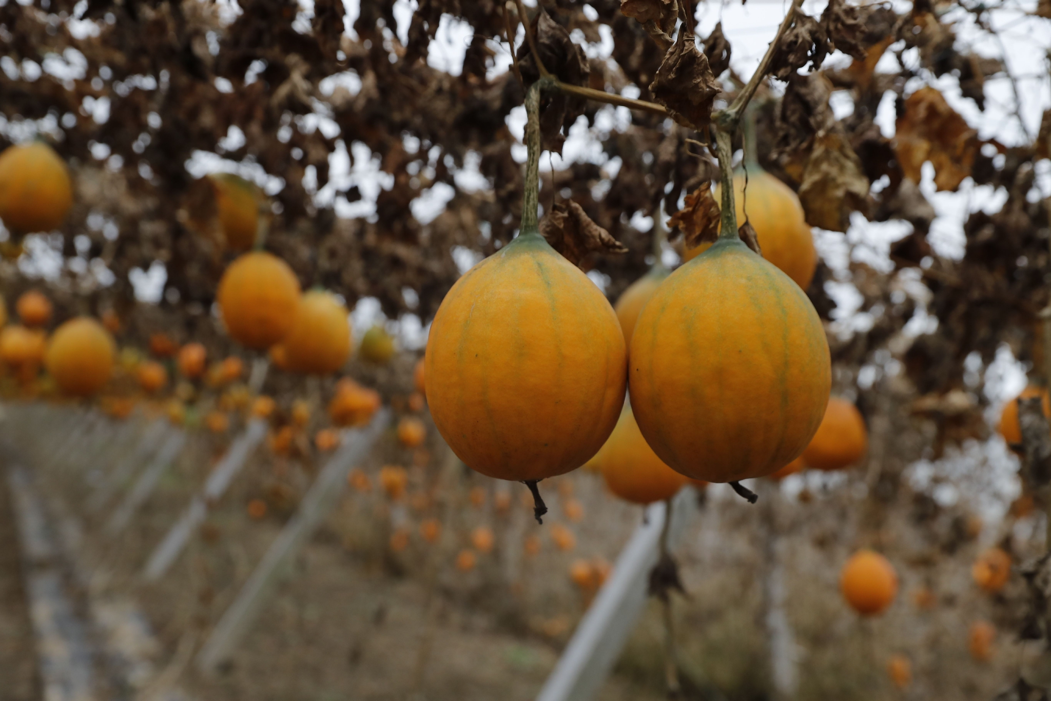 看着弯腰工作的工人们,王林艳表示,自己对瓜蒌种植多了更深层次的理解