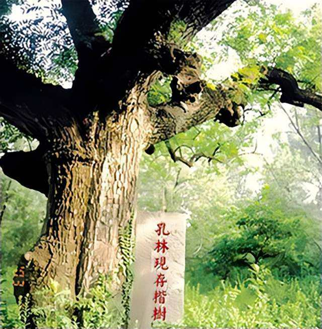 楷模原是两棵不一般的树__财经头条