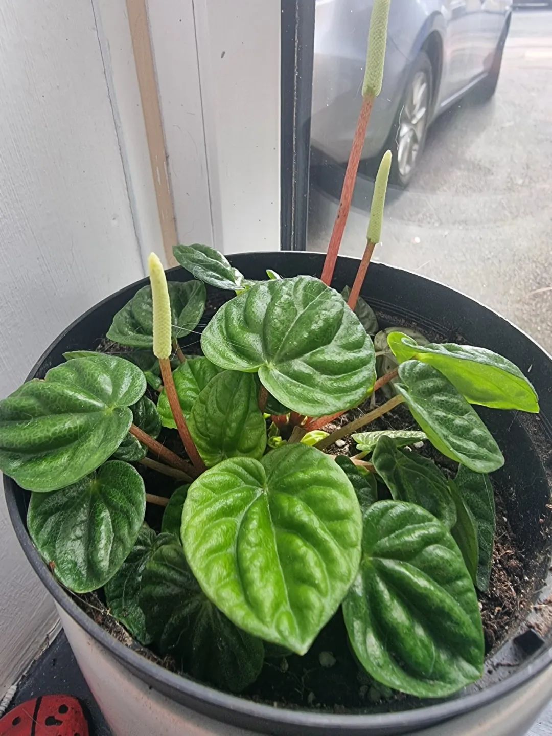 皱叶椒草品种大汇集,这耐阴这小盆栽,在书桌上也能养好