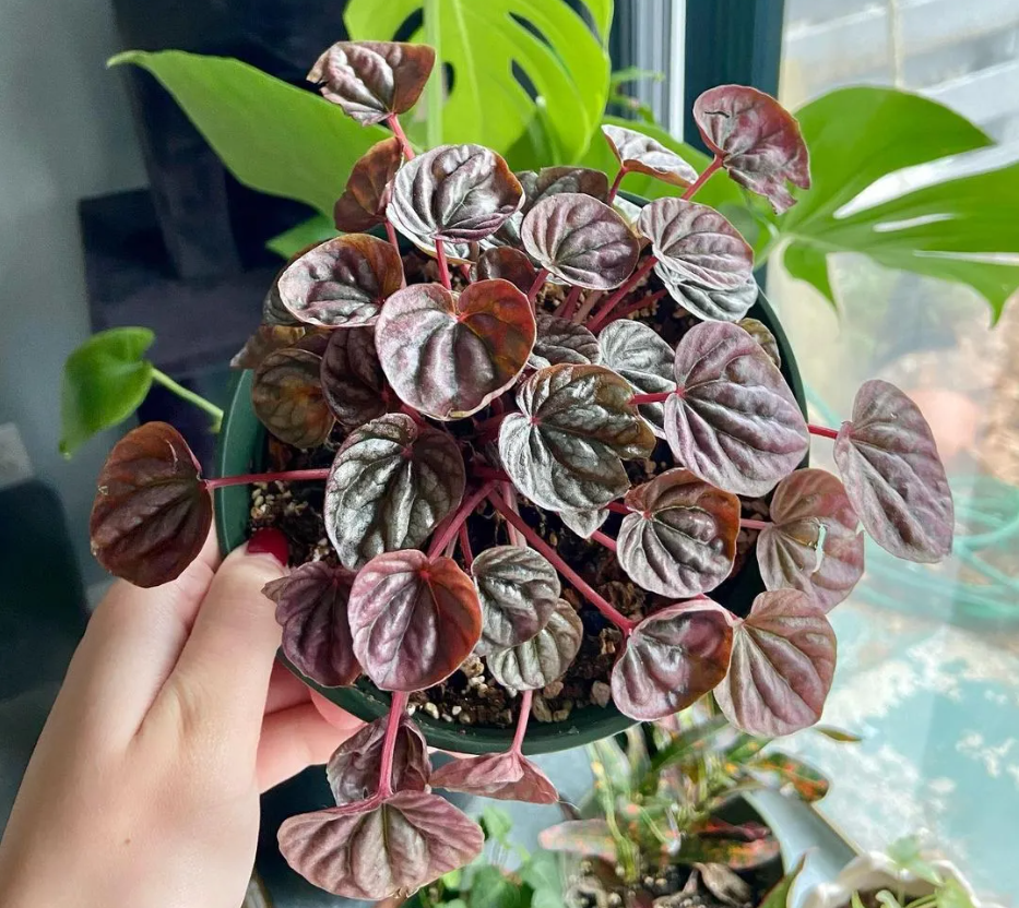 皱叶椒草品种大汇集,这耐阴这小盆栽,在书桌上也能养好