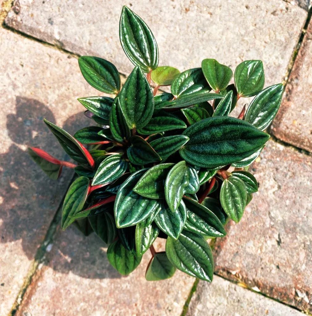 皱叶椒草品种大汇集,这耐阴这小盆栽,在书桌上也能养好