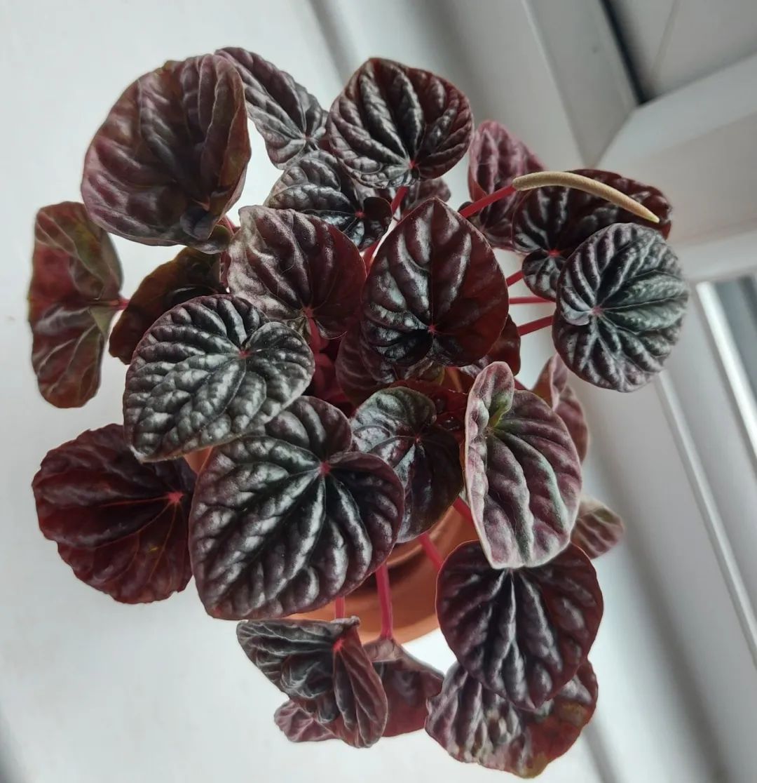 皱叶椒草品种大汇集,这耐阴这小盆栽,在书桌上也能养好