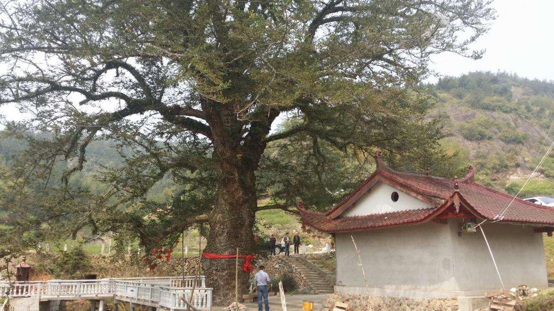 福建永泰的古油杉|福建省|芹草村|古树|混凝土|村里_新浪新闻