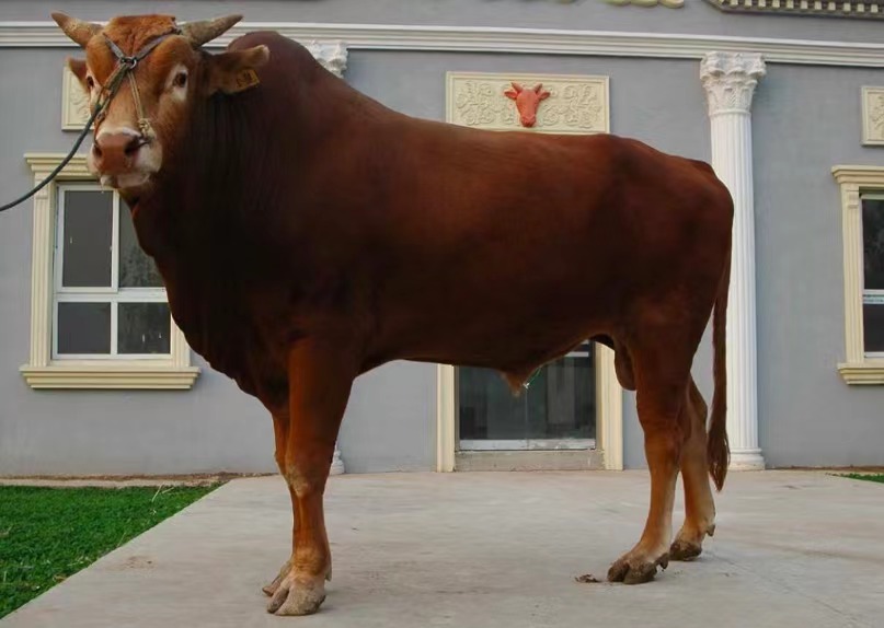 鲁西黄牛.资料图