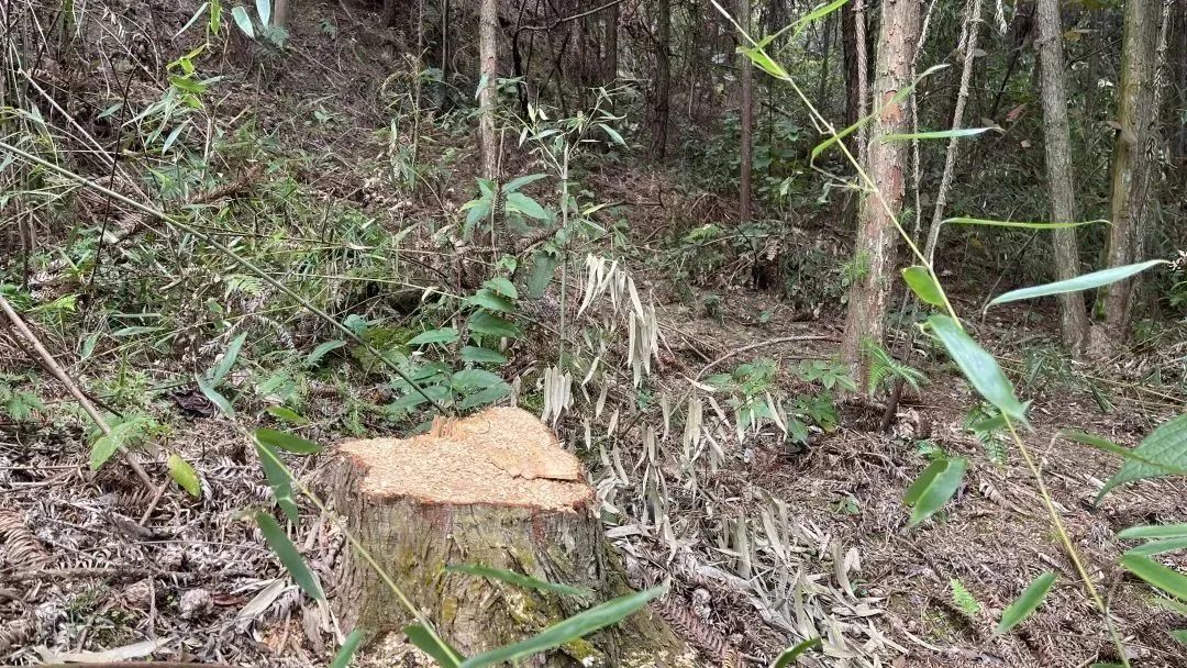 不能随便砍!达州又发生一起,引以为戒|林木|杉树|高河_新浪新闻