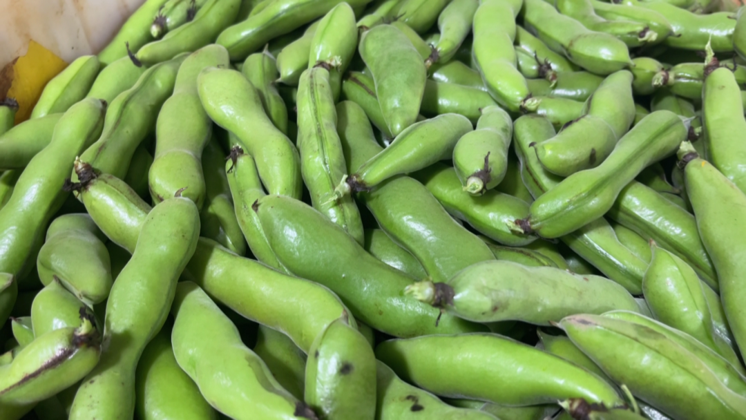 据介绍,这里种植的蚕豆品种为"灵西一寸", 是云南省农科院推广,蒙自