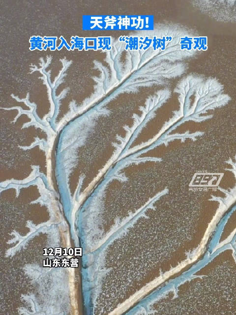 黄河入海口惊现潮汐树奇观|黄河|山东省_新浪新闻