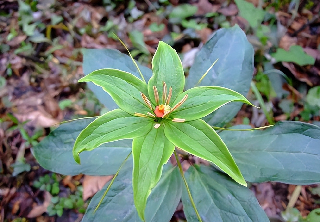七叶一枝花又名重楼,国家二级保护植物,看到别采挖,后果很严重|七叶一