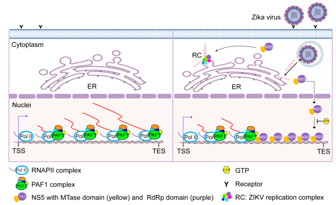 PNAS：寨卡病毒调控神经祖细胞基因转录的新机制
